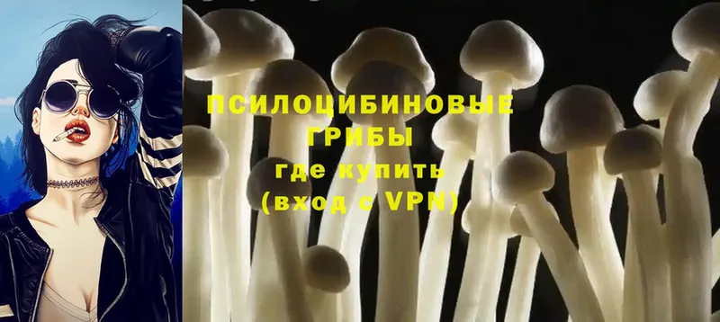 купить наркоту  гидра как зайти  Псилоцибиновые грибы MAGIC MUSHROOMS  Новоалександровск 